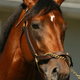 Image for article titled Rocky Top's Owners Say Goodbye To Their Dead Horse's Semen